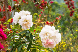 عالم الطبيعة by nawzat shayeb - Illustrated by نوزت شايب - Ourboox.com