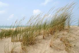 על ידיד החולות וחברים נוספים/ פרופסור דיויד מילר by tomer.benivgy - Ourboox.com