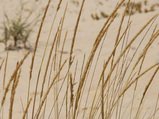 על ידיד החולות וחברים נוספים/ פרופסור דיויד מילר by tomer.benivgy - Ourboox.com