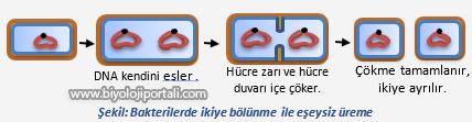 Eşeysiz Üreme by ÖYK - Illustrated by ÖYKÜ SEYHAN - Ourboox.com
