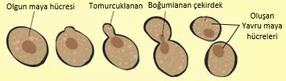 Eşeysiz Üreme by ÖYK - Illustrated by ÖYKÜ SEYHAN - Ourboox.com