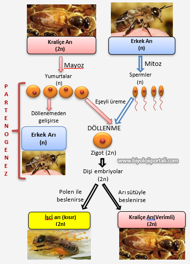 Eşeysiz Üreme by ÖYK - Illustrated by ÖYKÜ SEYHAN - Ourboox.com