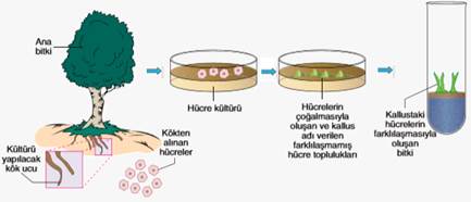 Eşeysiz Üreme by ÖYK - Illustrated by ÖYKÜ SEYHAN - Ourboox.com
