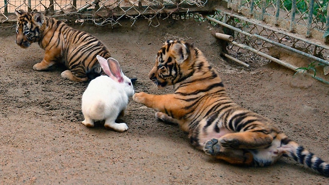 חיי הנמרים by KARIN - Illustrated by קרין, ליאל ומיכל המתוקות - Ourboox.com