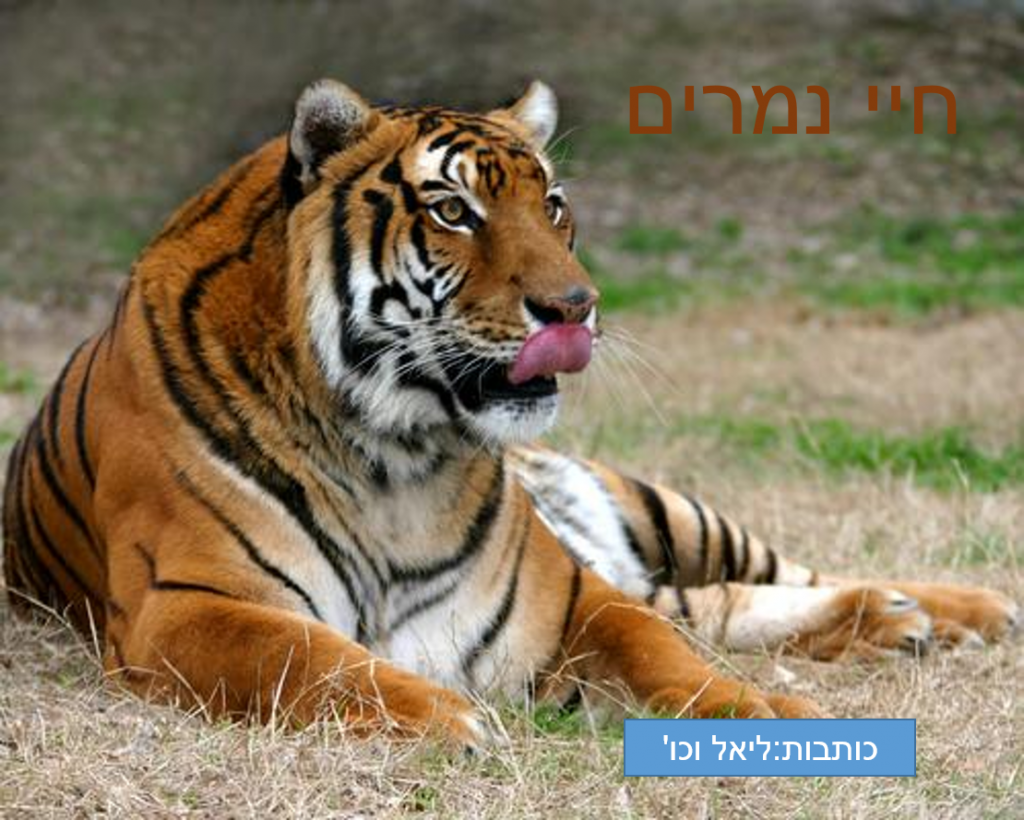 חיי הנמרים by KARIN - Illustrated by קרין, ליאל ומיכל המתוקות - Ourboox.com