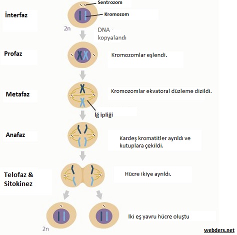 Mitoz-Mayoz by Alperen Dinçdemir - Ourboox.com