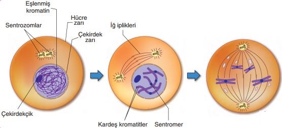 Mitoz-Mayoz by Alperen Dinçdemir - Ourboox.com