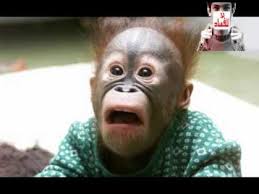 القرد والغيلم by enas watad - Illustrated by من اعداد: خالد محمد اسعد -التاسع 2 مدرسة اجيال الاعدادية  - Ourboox.com