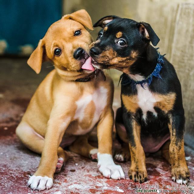 כלבים by shir - Ourboox.com