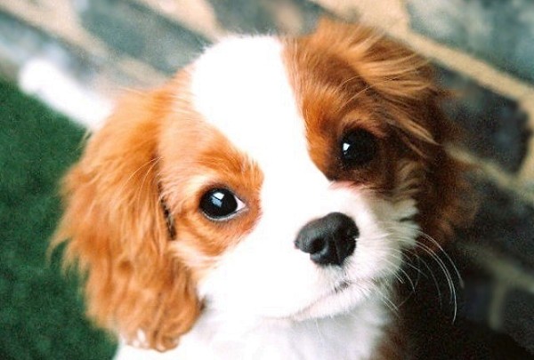 כלבים by shir - Ourboox.com