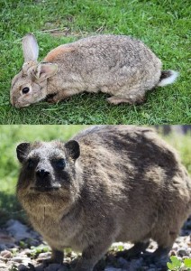 מה ההבדל בין שפן לארנב? by eden david - Illustrated by עדן דוד - Ourboox.com