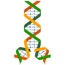 עבודה בביולוגיה מולקולרית by orit weiss shani - Illustrated by אורית וייס שני - Ourboox.com