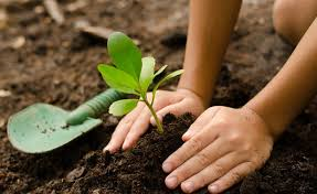 אֵיתָן שׁוֹתֵל עֵץ by purit - Illustrated by עודד בורלא - Ourboox.com