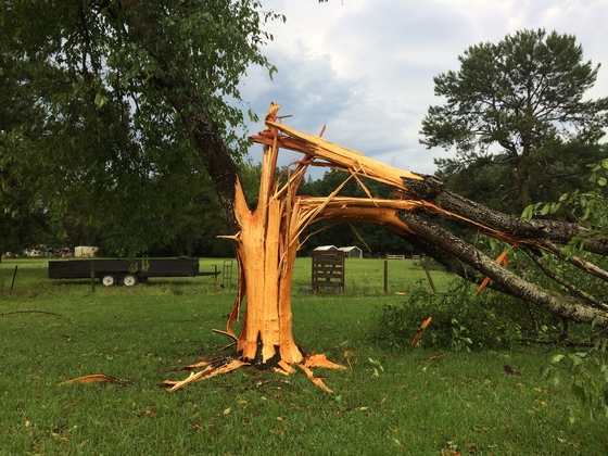 אֵיתָן שׁוֹתֵל עֵץ by purit - Illustrated by עודד בורלא - Ourboox.com