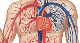 מערכת ההובלה באדם by kamellia - Illustrated by קמיליה - Ourboox.com