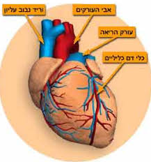 מערכת ההובלה באדם by kamellia - Illustrated by קמיליה - Ourboox.com