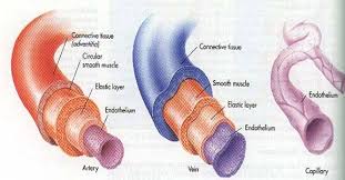 מערכת ההובלה באדם by kamellia - Illustrated by קמיליה - Ourboox.com
