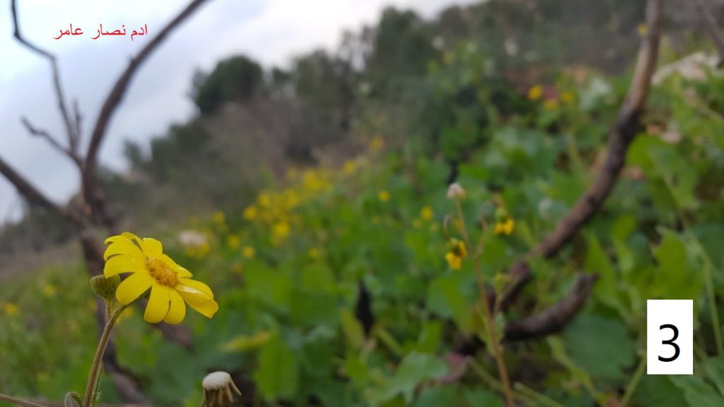 مسابقة التصوير by Hasan Sarsour - Ourboox.com