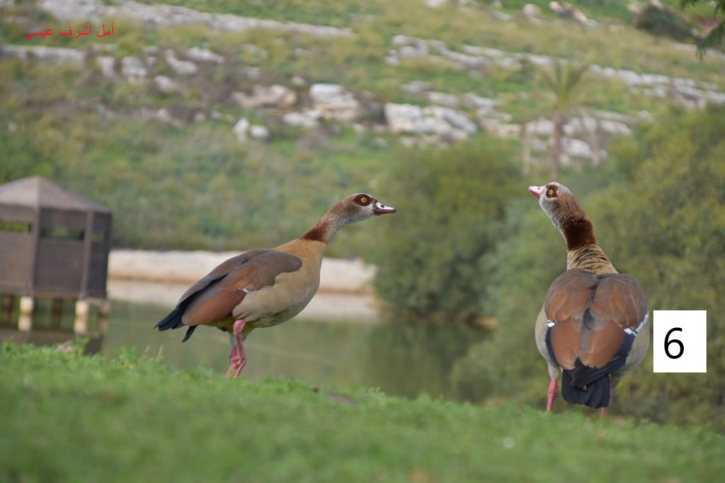 مسابقة التصوير by Hasan Sarsour - Ourboox.com