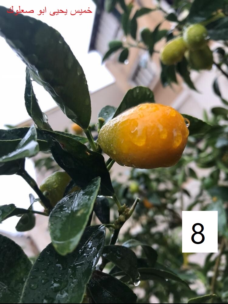 مسابقة التصوير by Hasan Sarsour - Ourboox.com