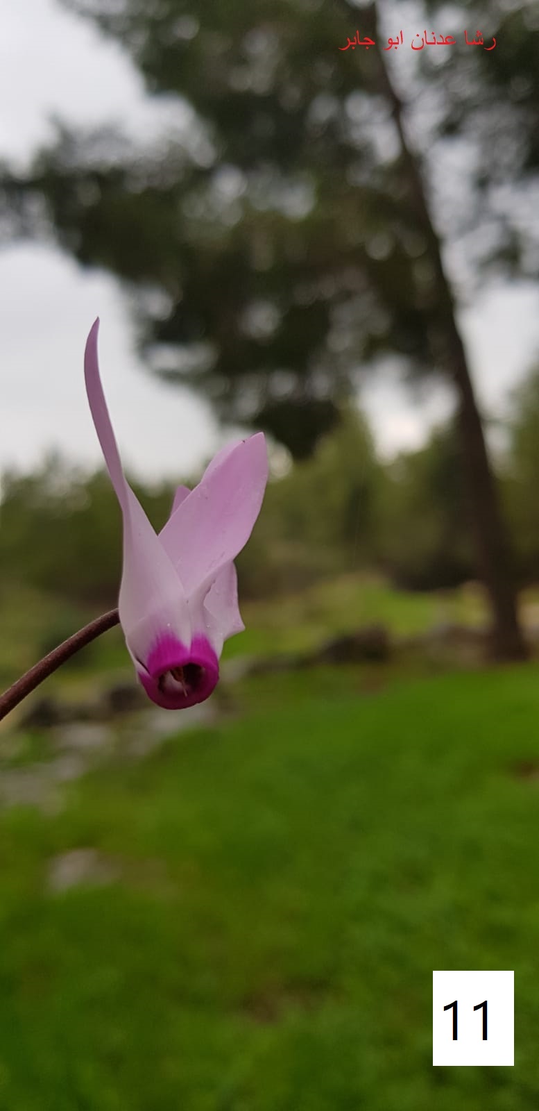 مسابقة التصوير by Hasan Sarsour - Ourboox.com