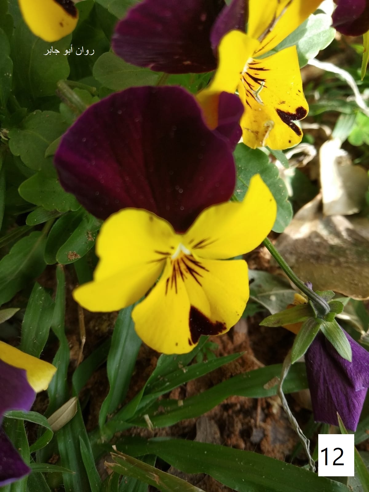 مسابقة التصوير by Hasan Sarsour - Ourboox.com