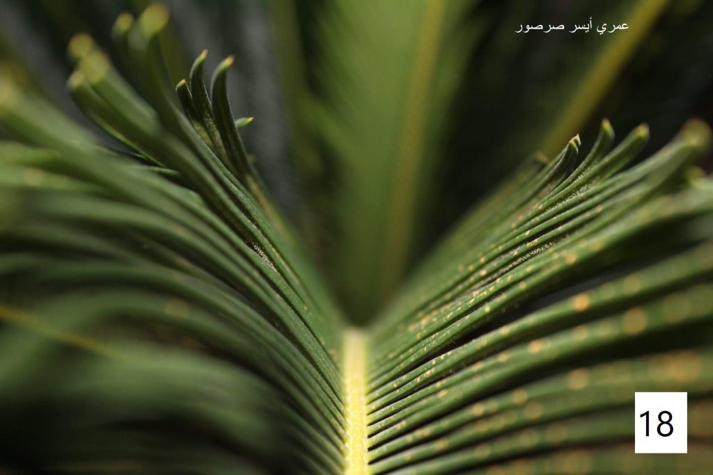 مسابقة التصوير by Hasan Sarsour - Ourboox.com