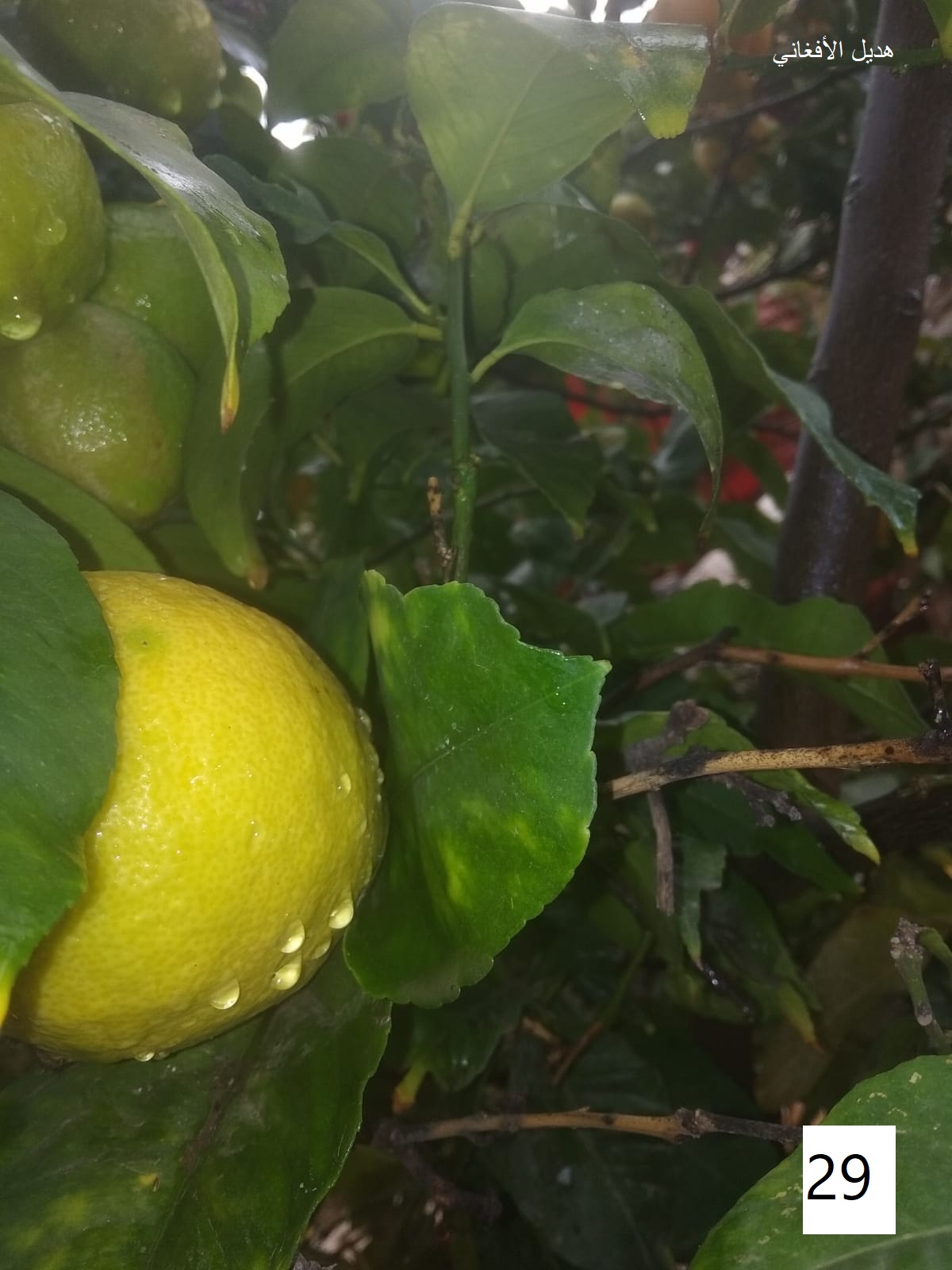 مسابقة التصوير by Hasan Sarsour - Ourboox.com