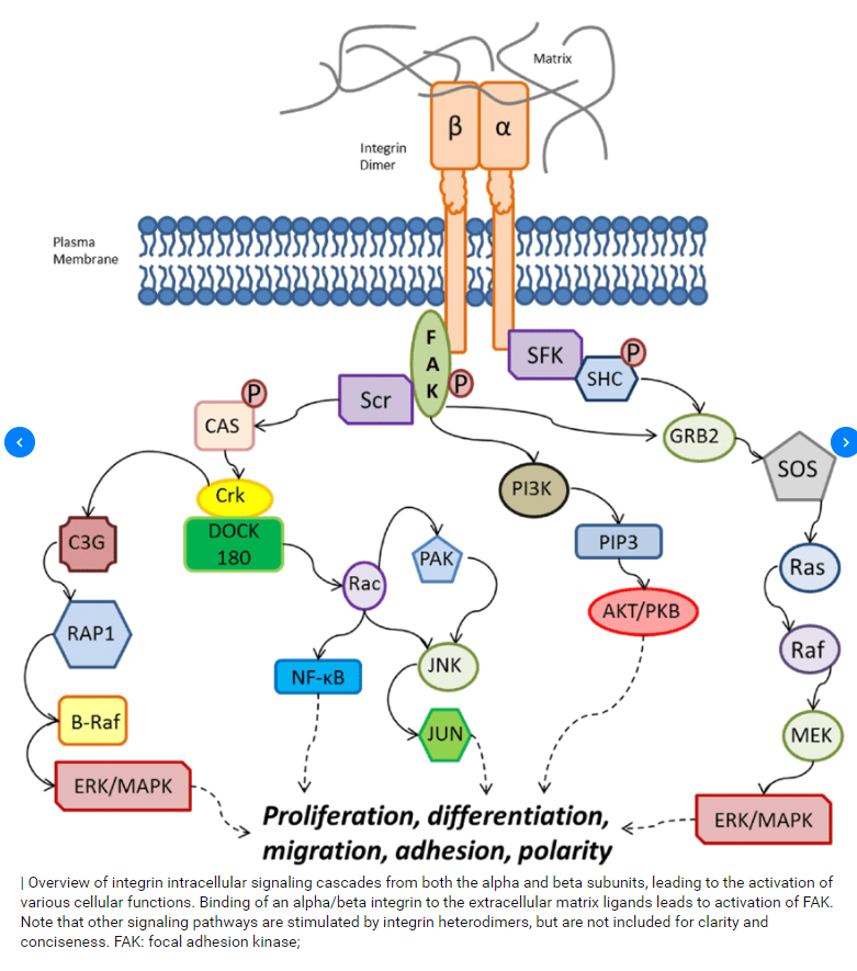 יישומים בביוטכנולוגיה by Gal - Ourboox.com
