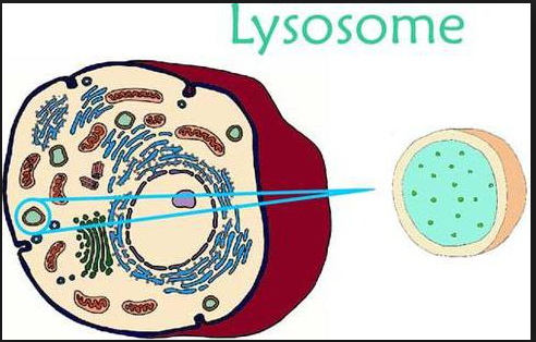 יישומים בביוטכנולוגיה by Gal - Ourboox.com