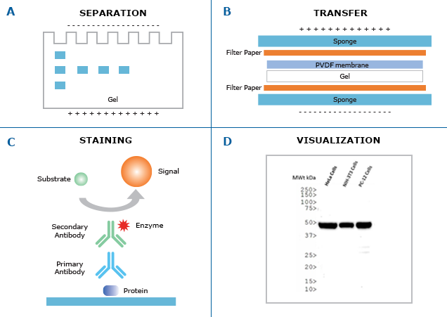 יישומים בביוטכנולוגיה by Gal - Ourboox.com