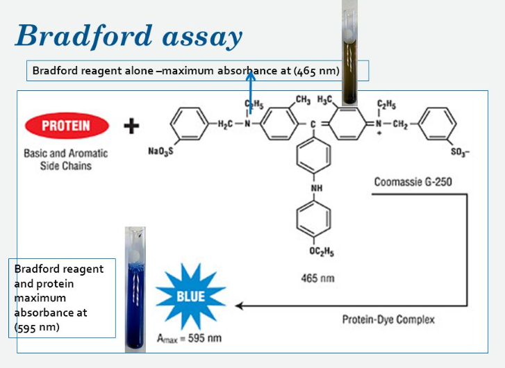 יישומים בביוטכנולוגיה by Gal - Ourboox.com