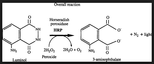 יישומים בביוטכנולוגיה by Gal - Ourboox.com