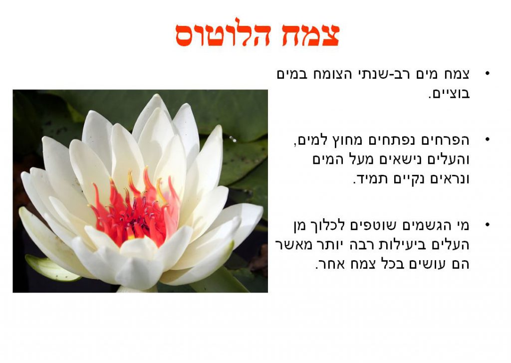 ביומימיקרי by ‪Rachel Buaron‬‏ - Illustrated by רחל בוארון - נחשון - Ourboox.com