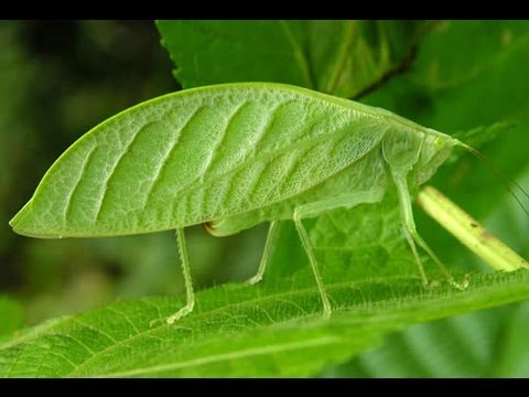 תוכלו לזהות?