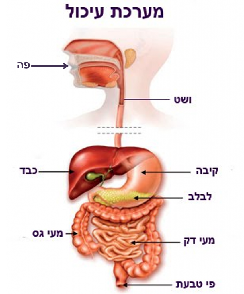 מערכת העיכול by lee - Illustrated by לי הלוי - Ourboox.com