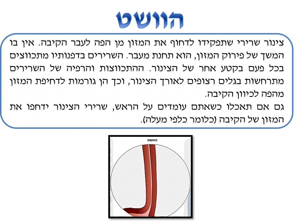 מערכת העיכול by lee - Illustrated by לי הלוי - Ourboox.com