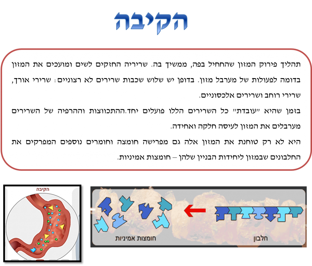 מערכת העיכול by lee - Illustrated by לי הלוי - Ourboox.com