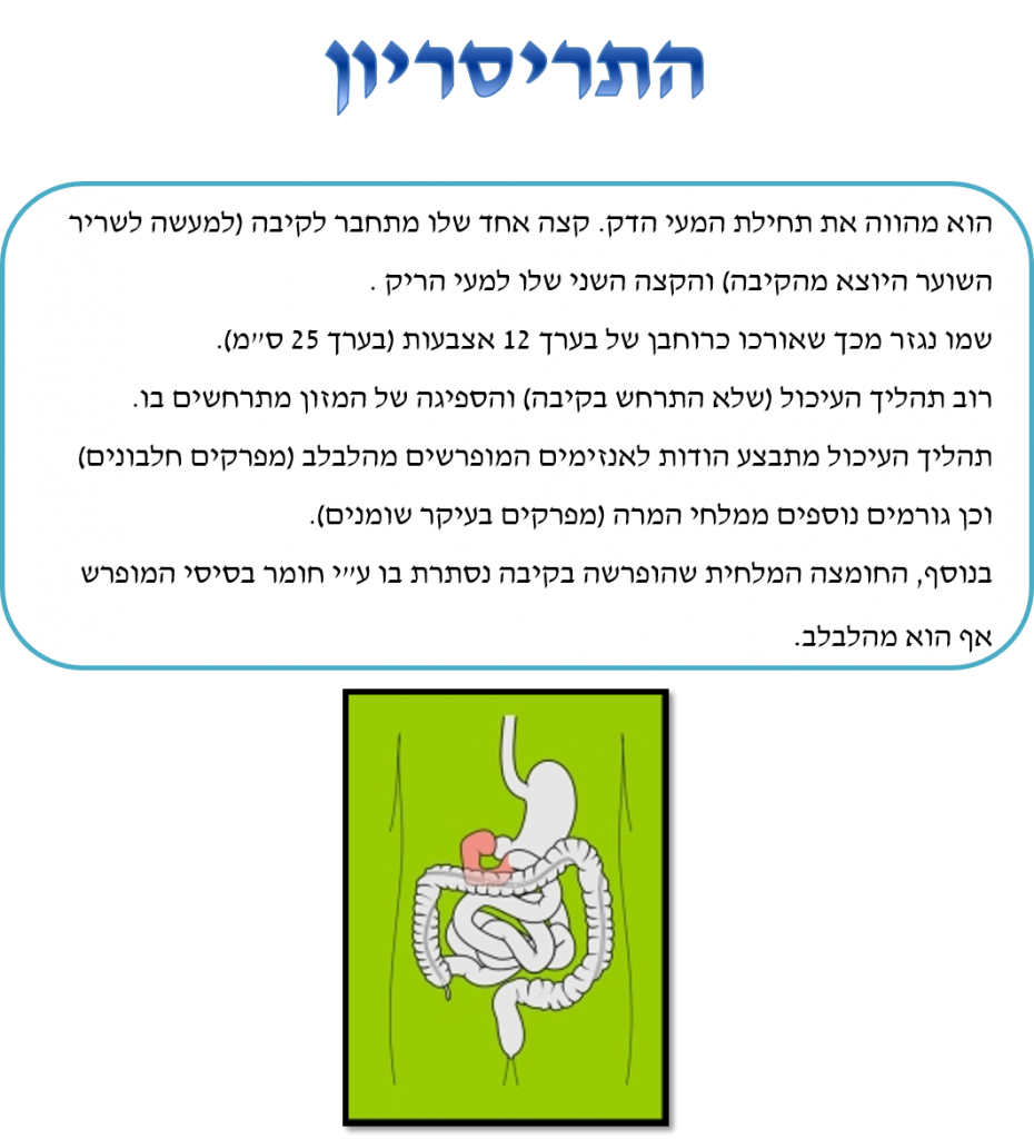 מערכת העיכול by lee - Illustrated by לי הלוי - Ourboox.com
