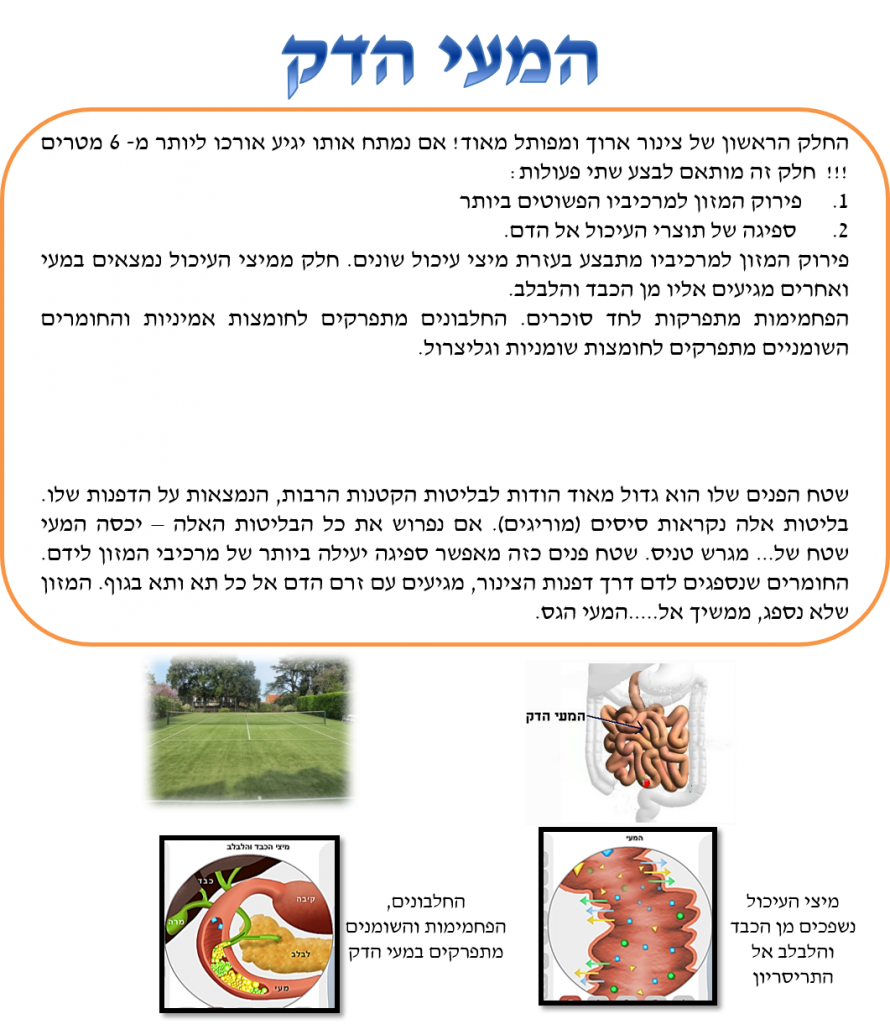 מערכת העיכול by lee - Illustrated by לי הלוי - Ourboox.com