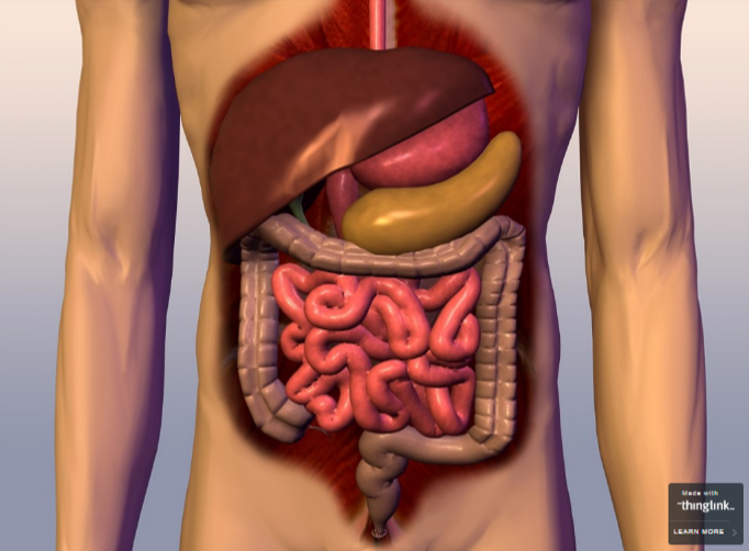 מערכת העיכול by lee - Illustrated by לי הלוי - Ourboox.com