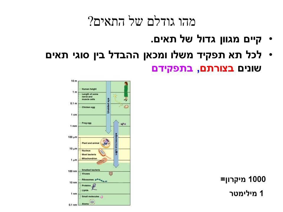 התא by yael hadad - Illustrated by יעל חדד-נחשון - Ourboox.com