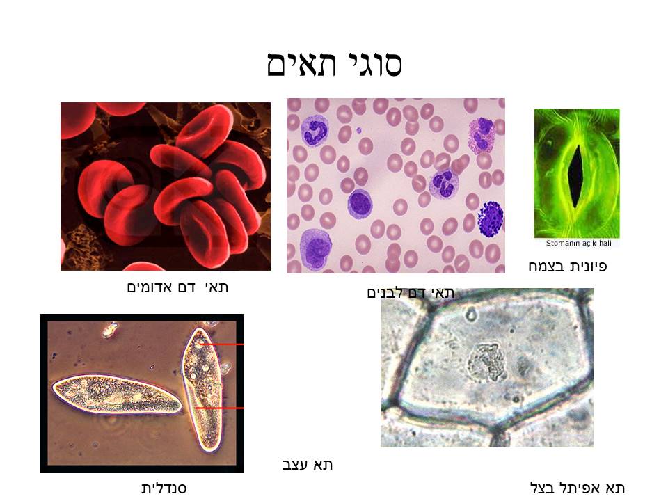 התא by yael hadad - Illustrated by יעל חדד-נחשון - Ourboox.com