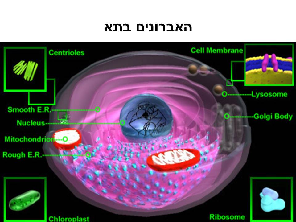 התא by yael hadad - Illustrated by יעל חדד-נחשון - Ourboox.com