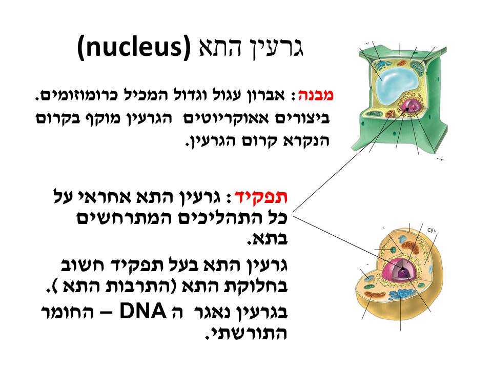 התא by yael hadad - Illustrated by יעל חדד-נחשון - Ourboox.com