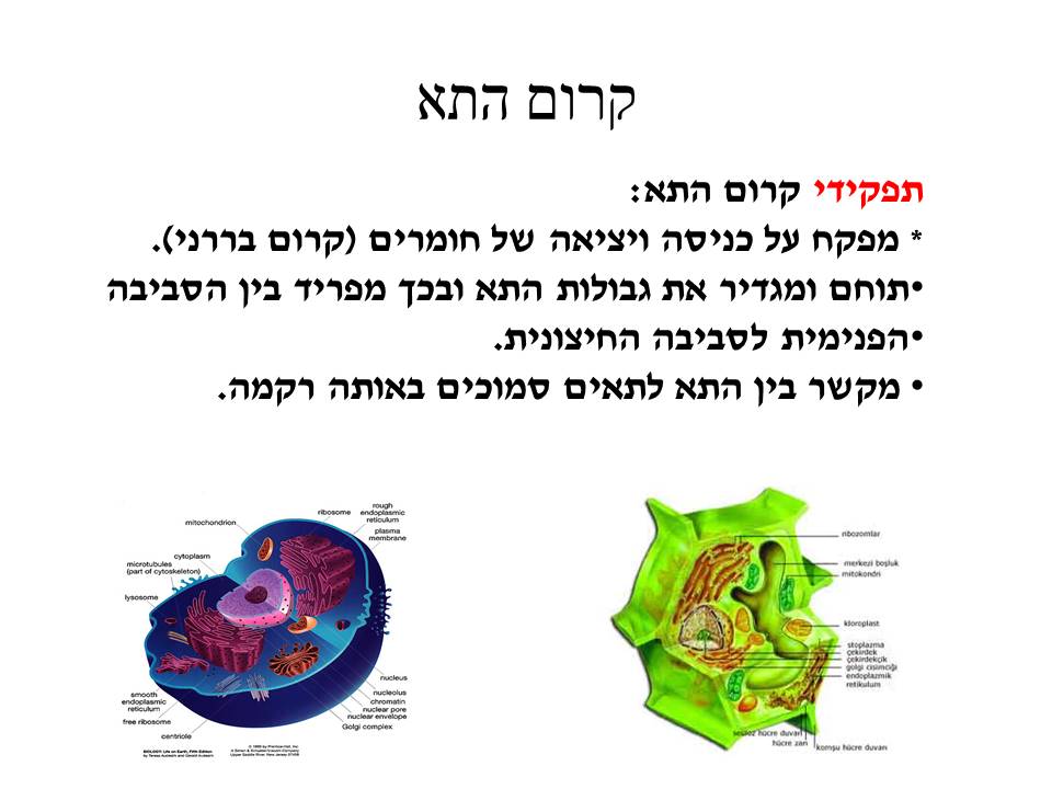 התא by yael hadad - Illustrated by יעל חדד-נחשון - Ourboox.com