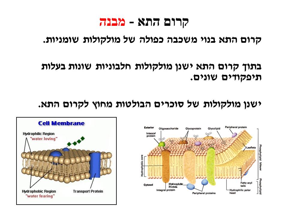 התא by yael hadad - Illustrated by יעל חדד-נחשון - Ourboox.com