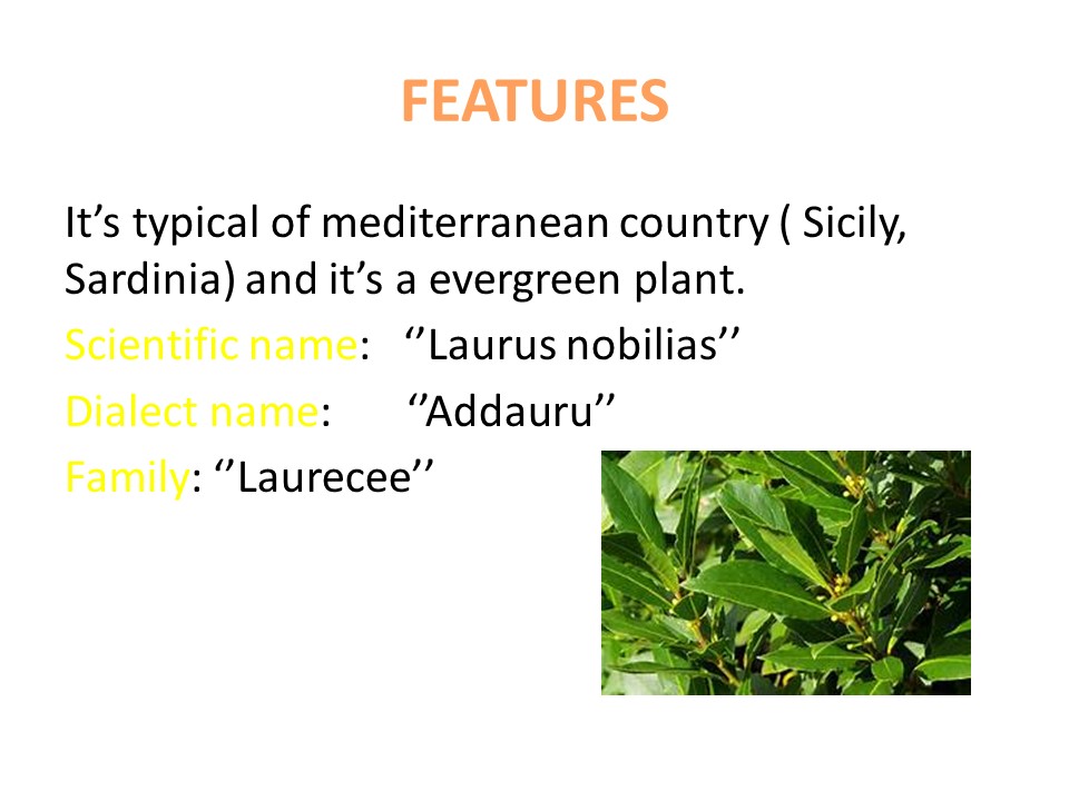 LAUREL by tiziana baratta - Illustrated by Secondary School "Dante Alighieri" - Ourboox.com