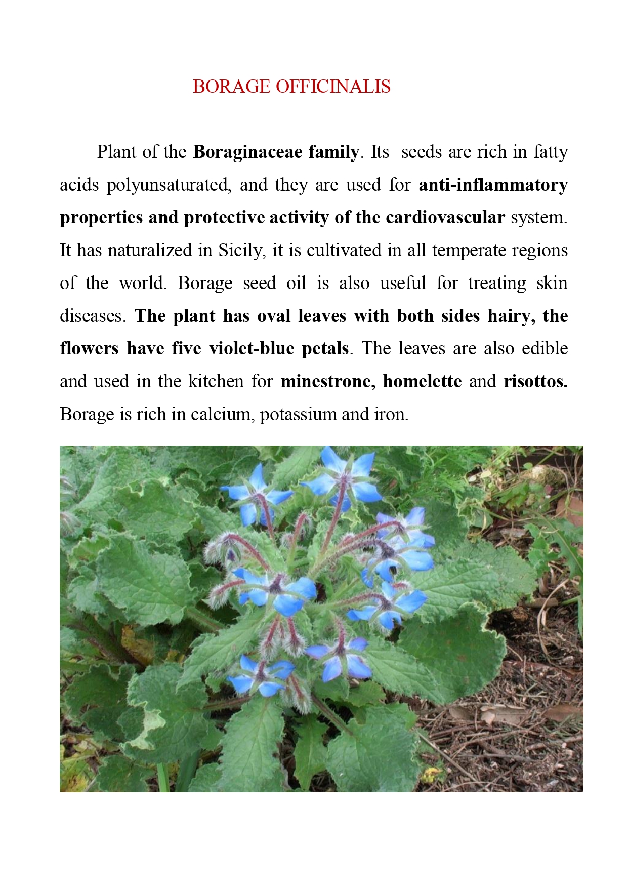 Sicilian Officinal plants by dante alighieri - Illustrated by 2°L class - Ourboox.com