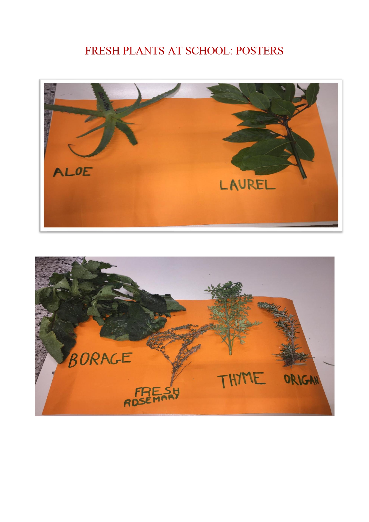 Sicilian Officinal plants by dante alighieri - Illustrated by 2°L class - Ourboox.com